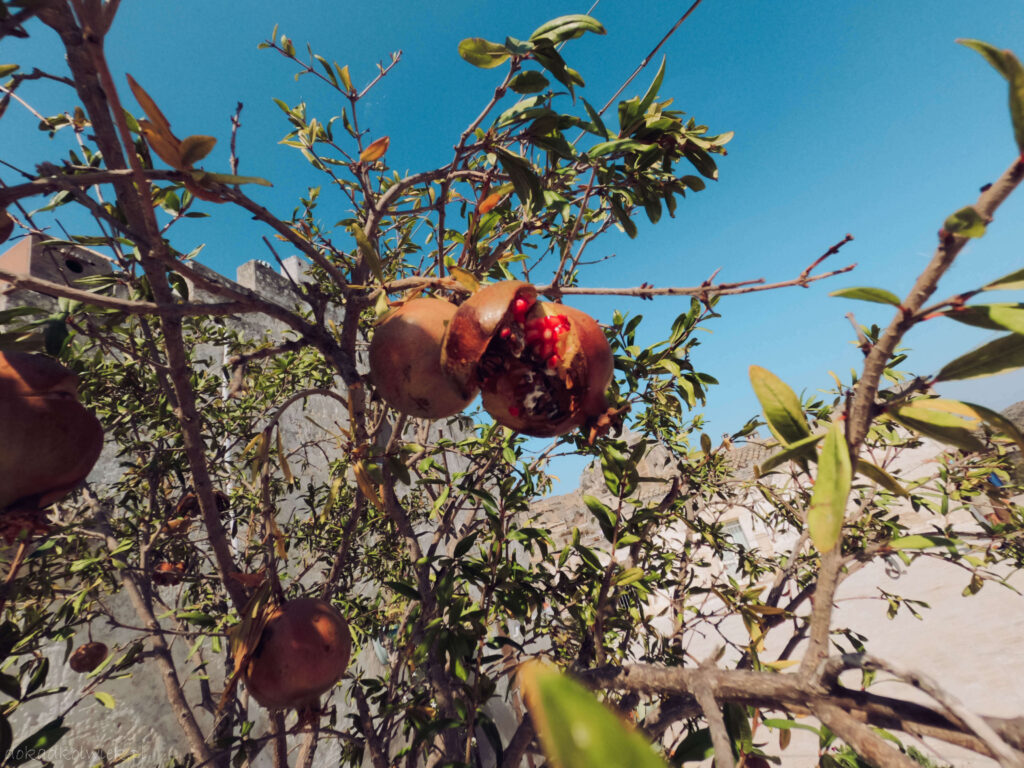 owoce granatu, Matera, Włochy